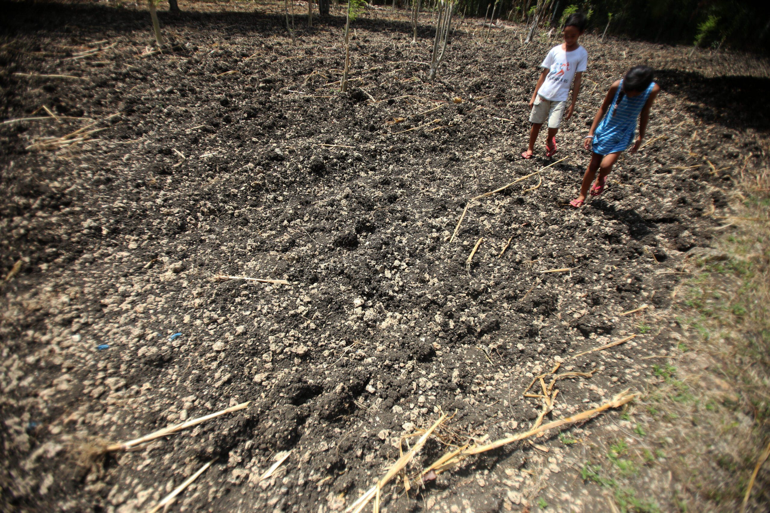 Agricultural damage climbs to P4.35 billion amid El Niño
