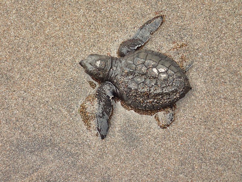 RELEASING NEW LIFE. The baby turtles are usually no bigger than your palm. Pawikan hatching and release months are usually from November to February. 