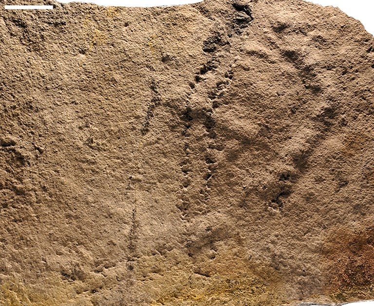 Earliest animal footprints found in China – study