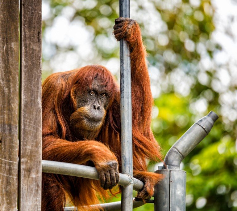 World’s oldest Sumatran orangutan dies aged 62