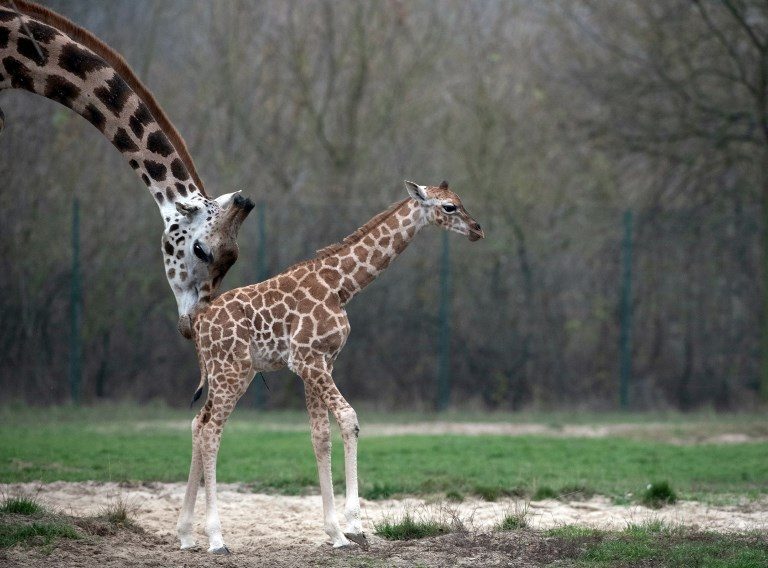 Wildlife meeting backs more protection for giraffes