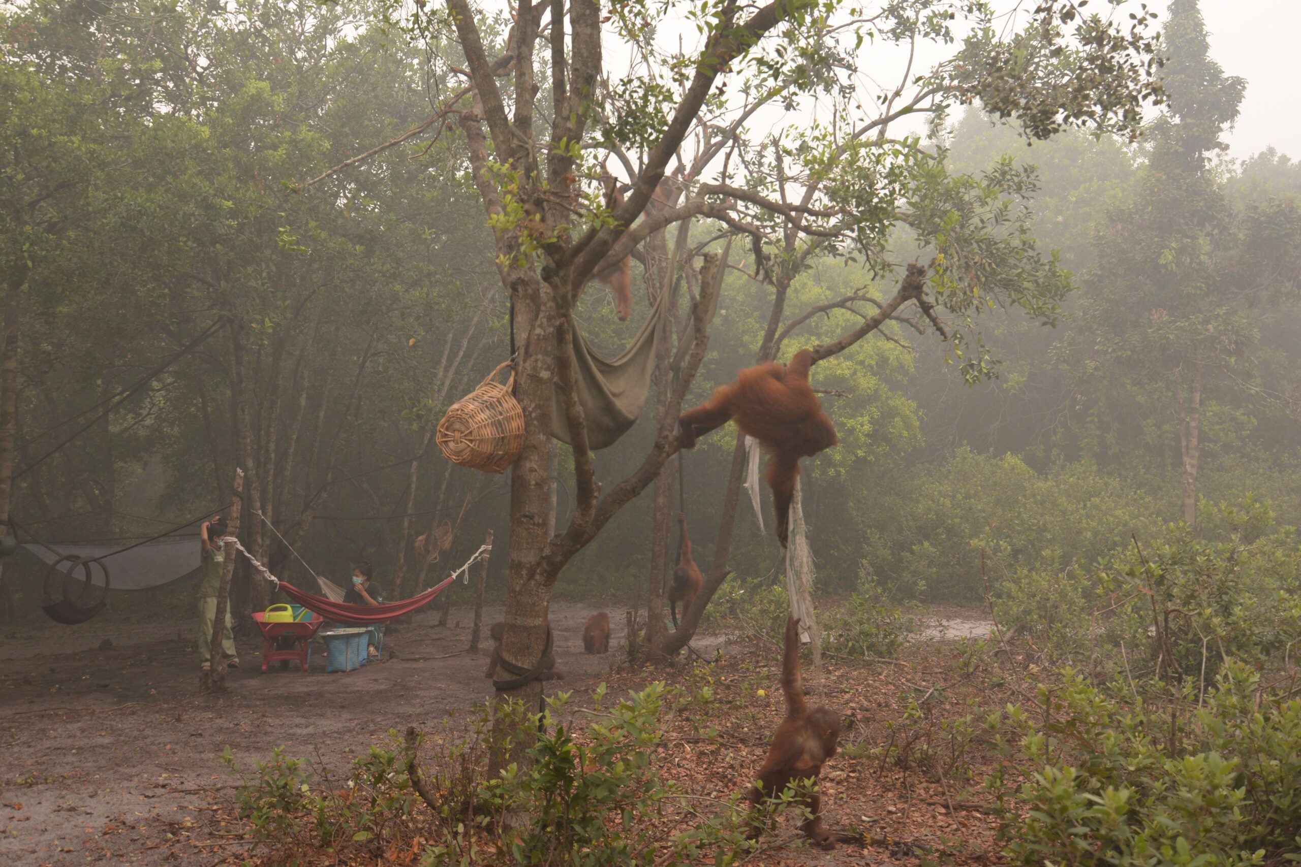 Kebakaran hutan tinggal 600 meter dari daerah konservasi orang utan