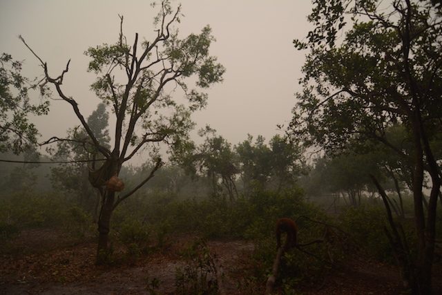 KABUT. Kabut asap menyelimuti kawasan konservasi. Foto: Konservasi Nyaru Menteng 