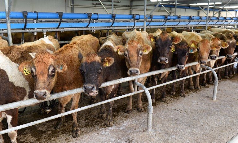 Gene editing mulled for improving livestock