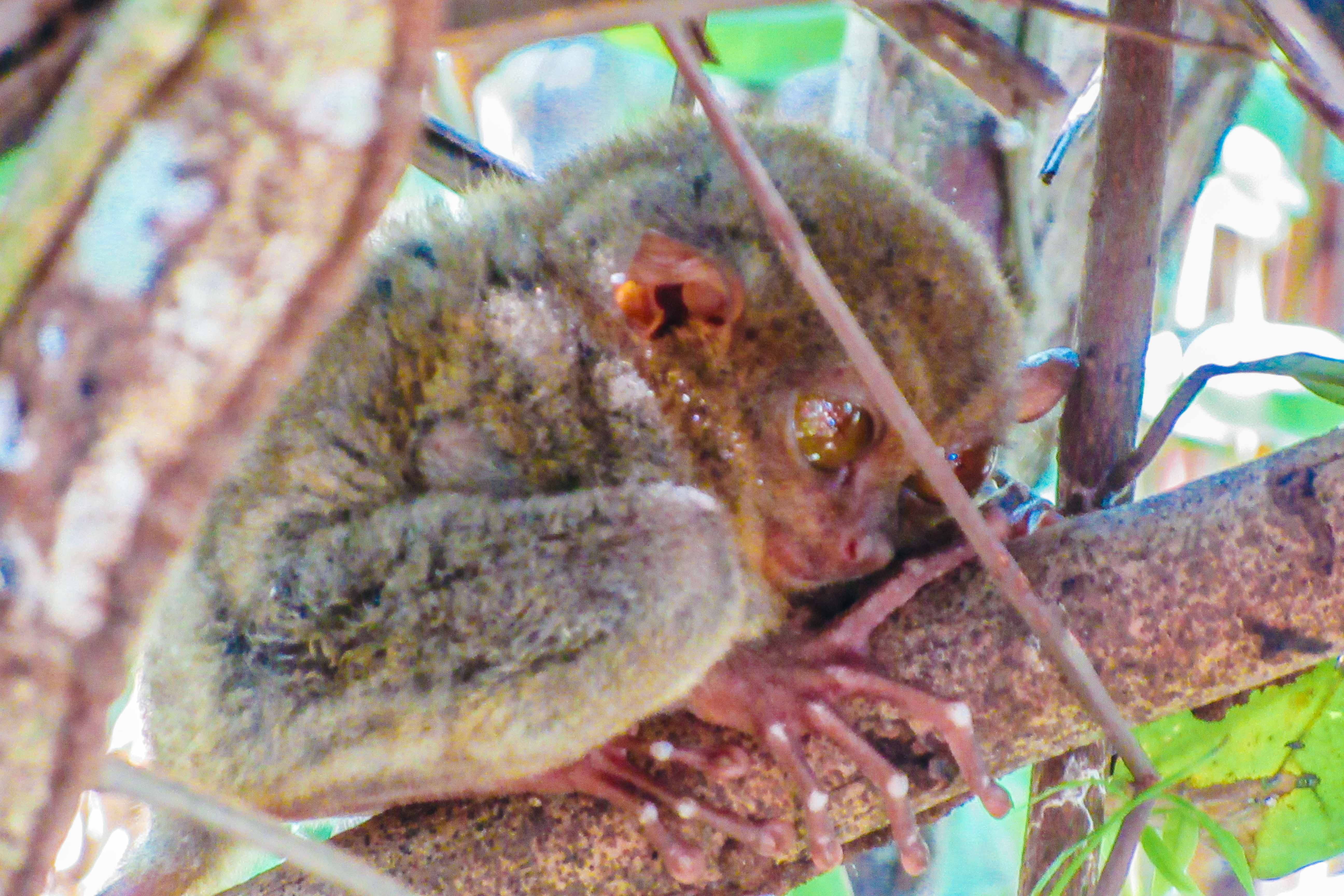 LITTLE FRIENDS. Tarsiers are the cutest little creatures you'll find in Bohol. Photo by Josh Berida 