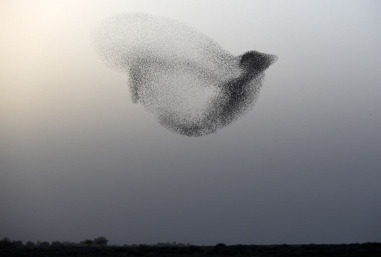 DANCE. A flock of starlings perform their traditional dance before landing to sleep near the southern Israeli city of Rahat, in the Negev desert, on January 22, 2018. Photo by Menahem Kahana/AFP  