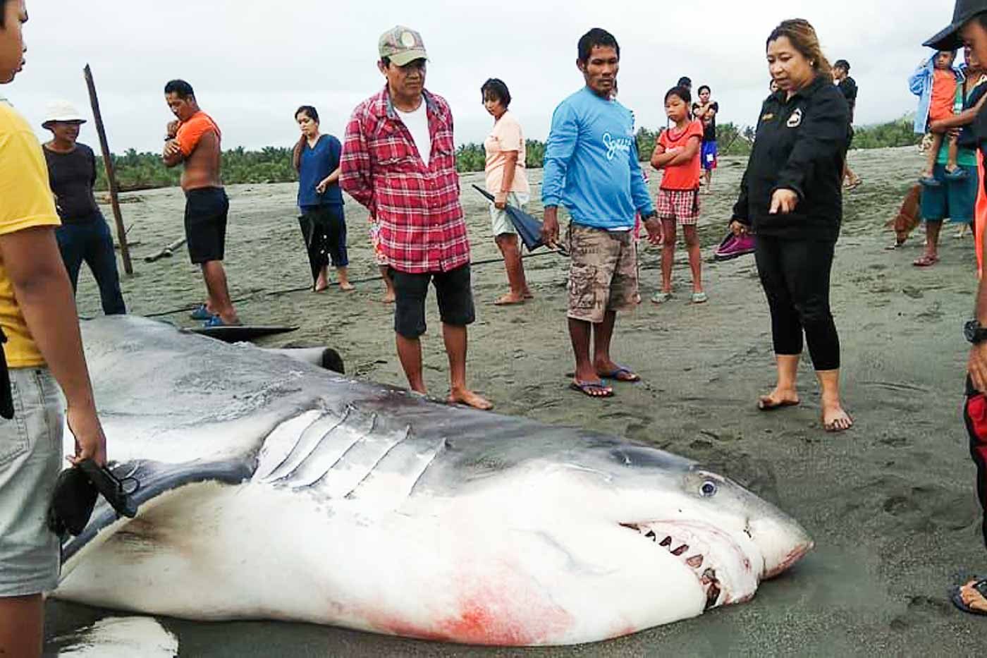 JAWS. Fishermen find a dead 17-foot-long Great White Shark on January 24, 2018, raising fear among residents of Dipaculao, Aurora. Photo by Eddie Rebueno/Facebook  
