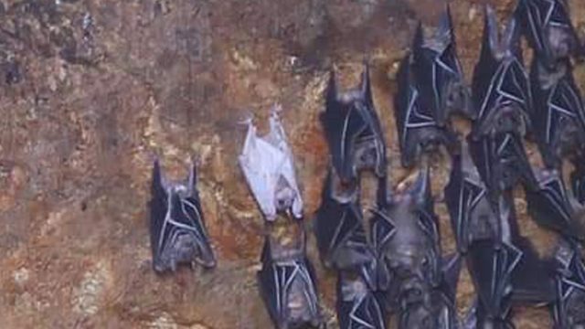 Rare albino bat spotted in Negros Occidental