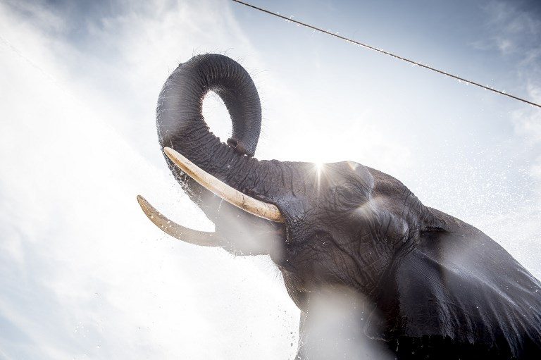 BEATING THE HEAT. Elephants of the Arene circus are being hosed down by local firefighters due to high temperatures on August 2, 2018 in Gilleleje, Denmark. Photo by Mads Claus Rasmussen/Ritzau Scanpix/AFP  