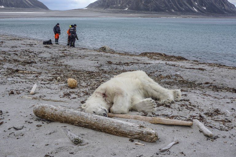 SHOT DEAD. A polar bear lies at the beach at Sjuøyane, Spitzbergen, Norway, on July 28, 2018. Photo by Gustav Busch Arntsen/NTB Scanpix/AFP   