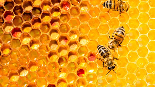11 fascinating facts about bees, the most important pollinators