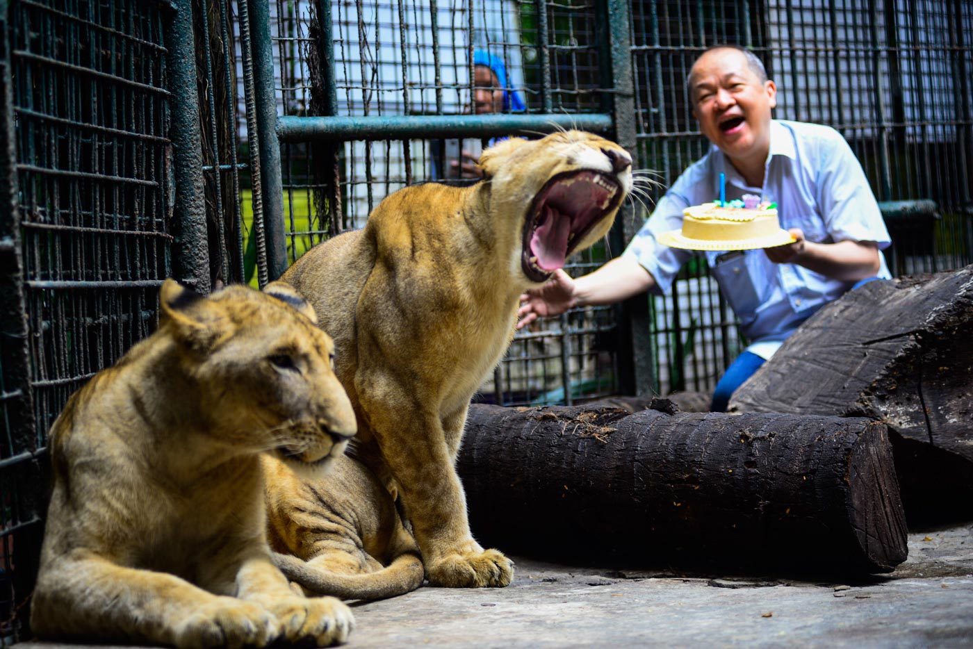 CELEBRATION. King Lion Digong and Queen Lion Malabon of the Malabon Zoo celebrate their 1st birthday with a cake held by zoo founder Manny Tangco on July 12, 2018. Photo by Maria Tan/Rappler   