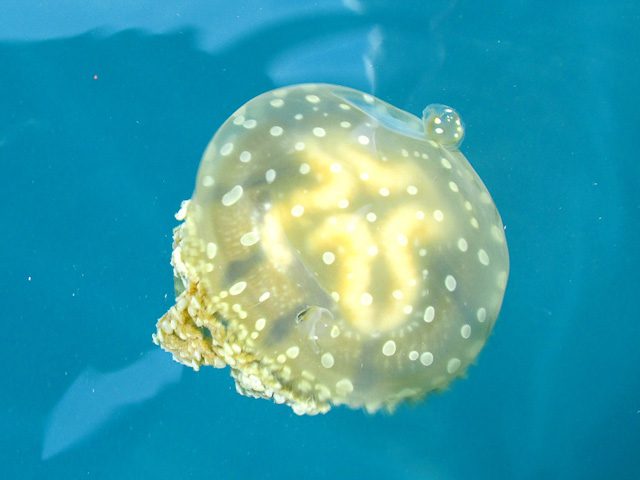 JELLYFISH-RICH. Like Sohoton, Cantilan’s Blue Lagoon also thrives with stingless jellyfish. Photo by Dennis Dolojan 