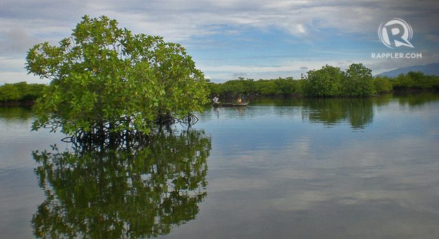 MANGROVES. Mangroves keep the water still at Sta. Cruz Island’s lagoon 