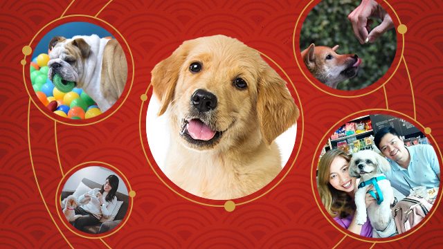 5 activities to do with your doggo in the Year of the Dog
