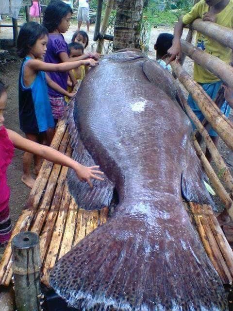 Giant Lapu-lapu fish found in Antique