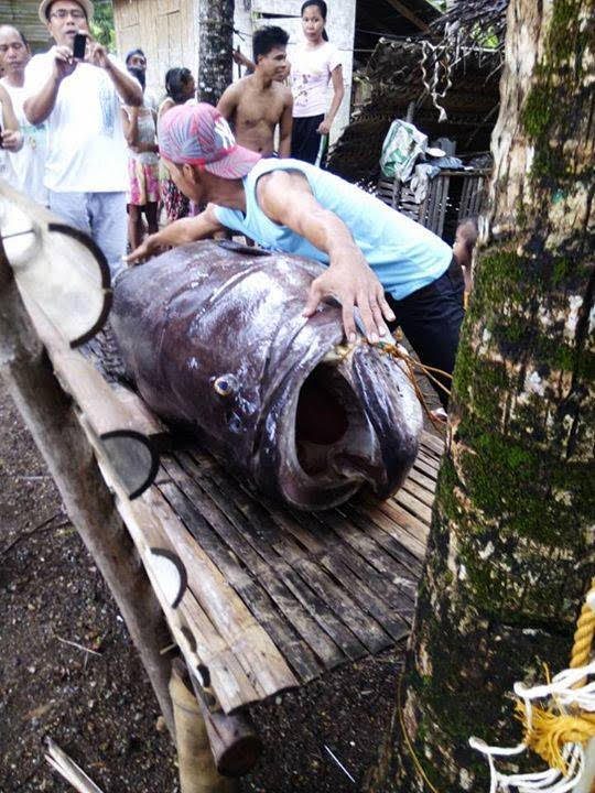 A fisherman measures a giant grouper (Lapu-lapu) caught off the waters of Libertad, Antique in July 2015. Photo by Geralden Delos Santos Musico  