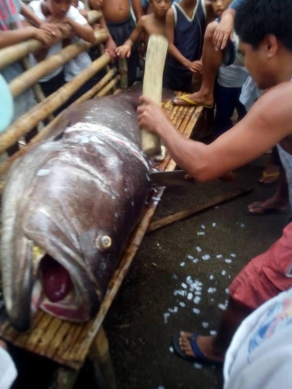 CHOPPED. A giant grouper gets sliced for its meat, which was later sold to a businessman. Photo by Flord Nicson J. Calawag 