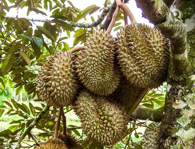 Tasting durian, the ‘king of fruits’