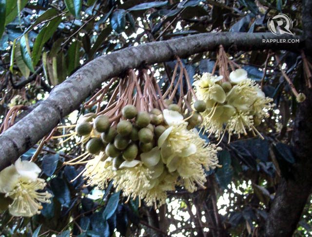 DURIAN FLOWERS. A sight to behold. Photo by Henrylito D Tacio  