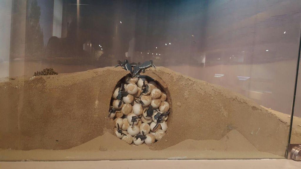 HATCHING DAY. A diorama shows how turtles hatch from their eggs, kept in a nest called a clutch. Photo by Amanda Lago/Rappler 