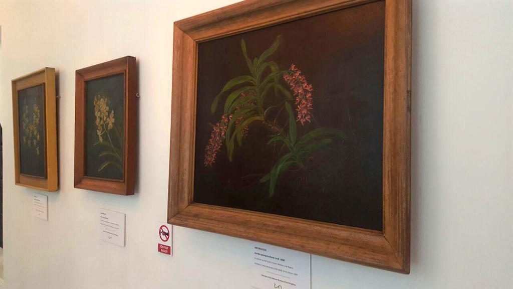 ART MEETS SCIENCE. Paintings of different species of Philippine orchids are on display. Photo by Amanda Lago/Rappler 