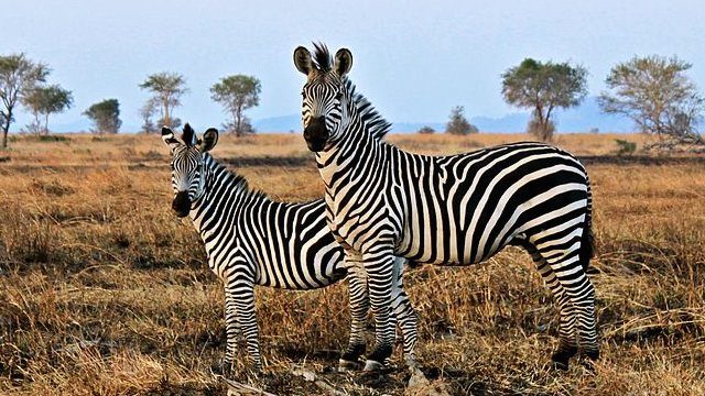 How the zebra earned its stripes