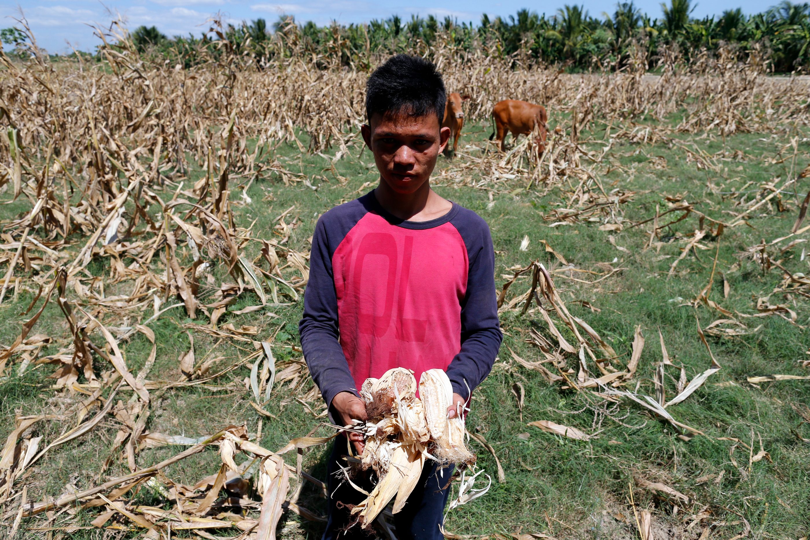 HARVEST. Jahalidin Amilil, 17, shows the corn from their farm in Tukanalipao.  