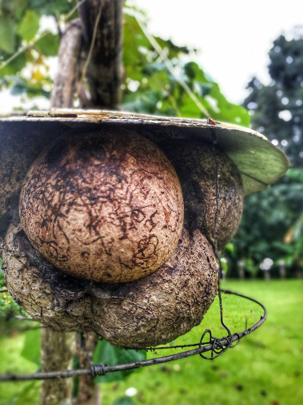 COCO SHELL TECHNOLOGY. Cervancia encouraged its use at the farm to make use of coconut shells. Photo courtesy of Laurie Mae Gucilatar. 