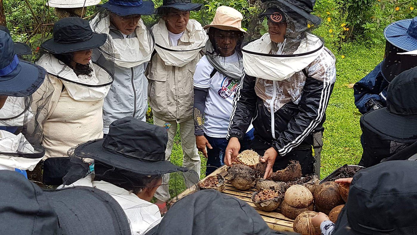 How beekeeping helped a Sorsogon coconut farm