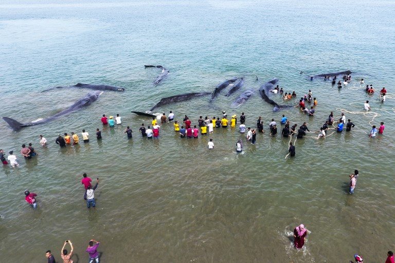 STRANDED. Indonesian officers from Nature Conservation Agency and environmental activists try to refloat 9 sperm whales in Aceh Besar on November 13, 2017. Photo by Chaideer Mahyuddin/AFP  