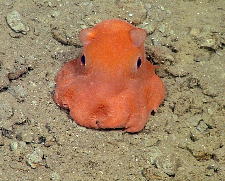 Pink octopus so cute it may be named ‘adorabilis’