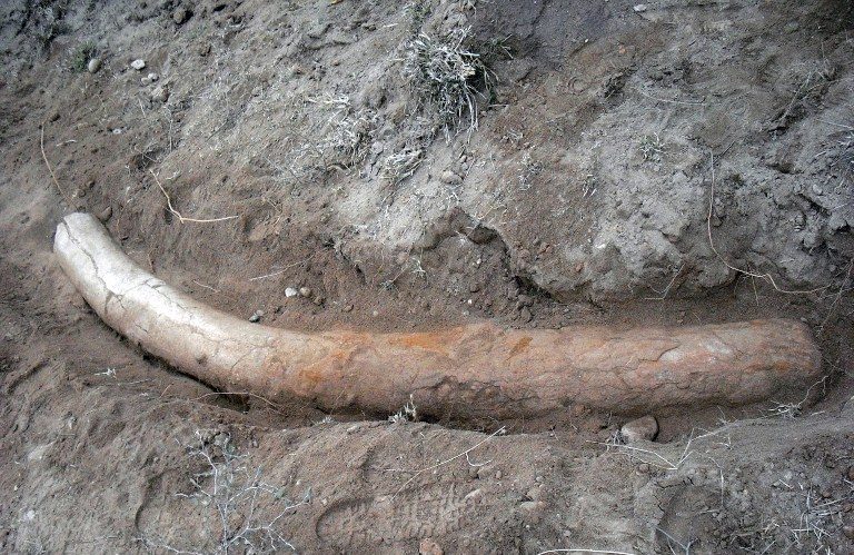 Pakistan scientists ‘find 1.1-M-year-old stegodon tusk’