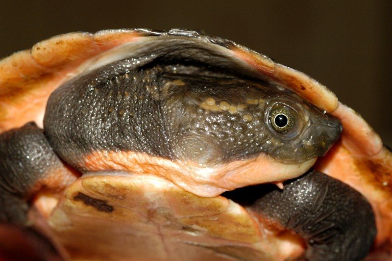 New species of turtle found in Papua New Guinea