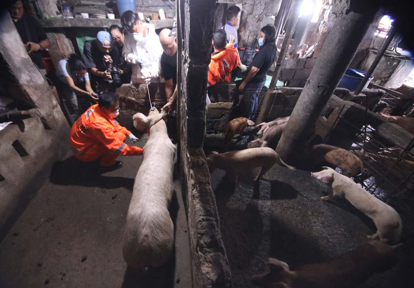 Mandaue City orders total ban on pork, live hogs from Luzon