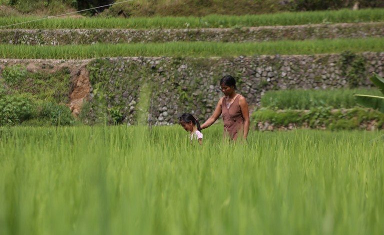 Ifugao’s famed rice terraces face modern threats