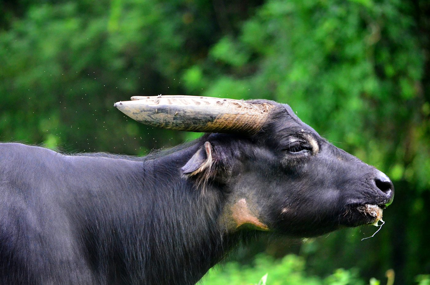Tiis-pilipit: Mangyan tribesmen, tamaraw threatened by hunger and disease