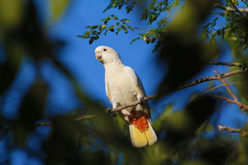 Hope, love prevail in conserving endangered Philippine cockatoo