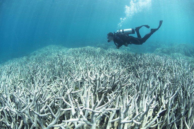 Coral bleaching hits 93% of Great Barrier Reef – scientists