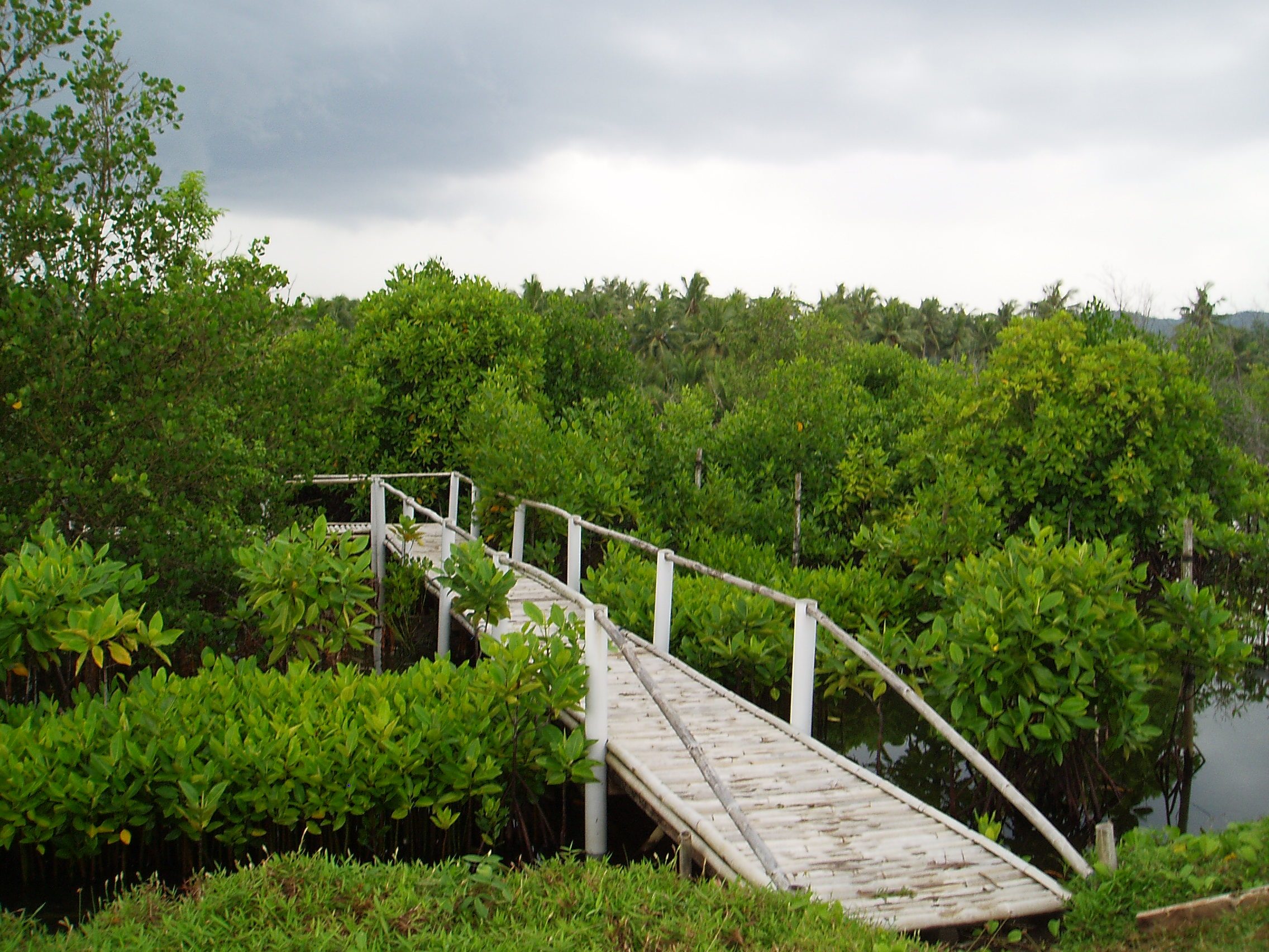 Hutan mangrove Bulaksetra, monumen hidup tsunami Pangandaran