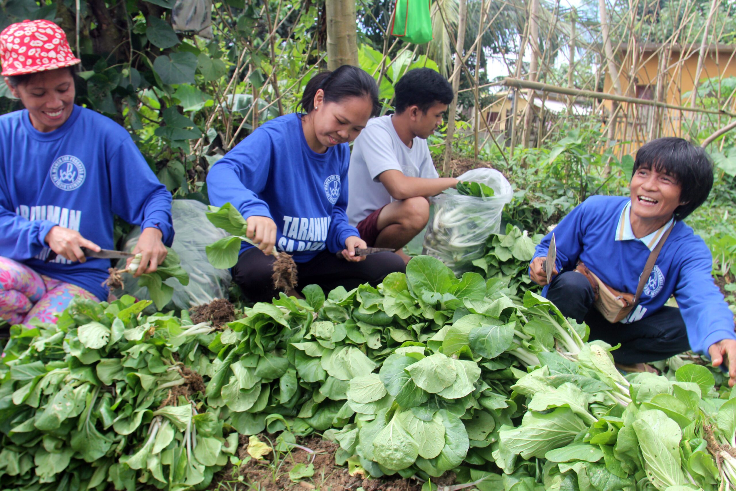 Former Mayon victims provide fresh vegetables for Mayon evacuees
