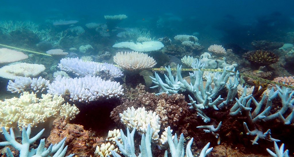 Great Barrier Reef suffers mass coral bleaching event