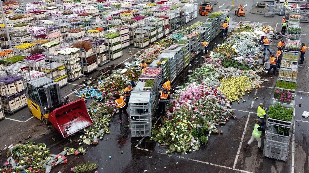 Dutch destroy millions of flowers as coronavirus wilts sales