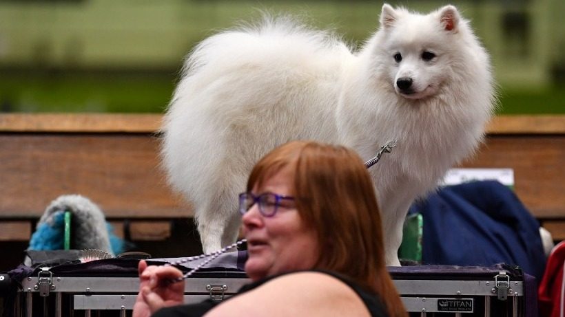 At Crufts dog show, dog lovers defy coronavirus fears