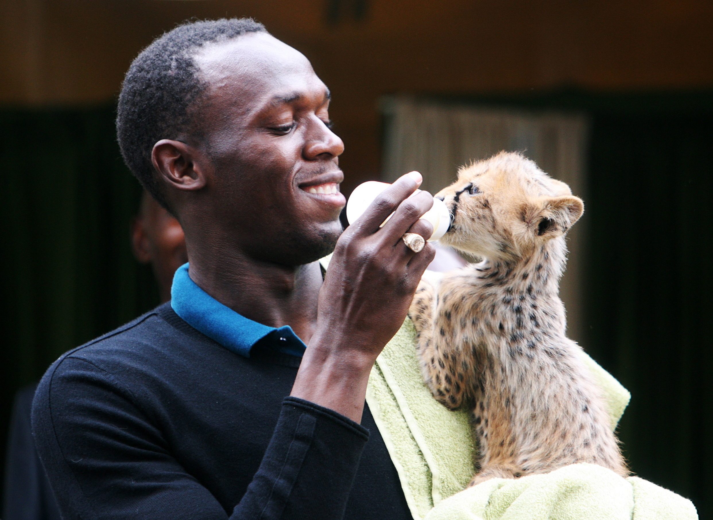 Atlet Jamaika, Usain Bolt, mengadopsi hewan tercepat di dunia, cheetah, yang ia beri nama Lightning Bolt pada November 2009. Foto oleh Stephen Morrison/EPA 