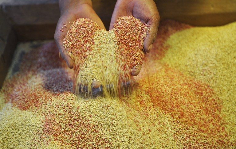 Miracle crop: Can quinoa help feed the world?