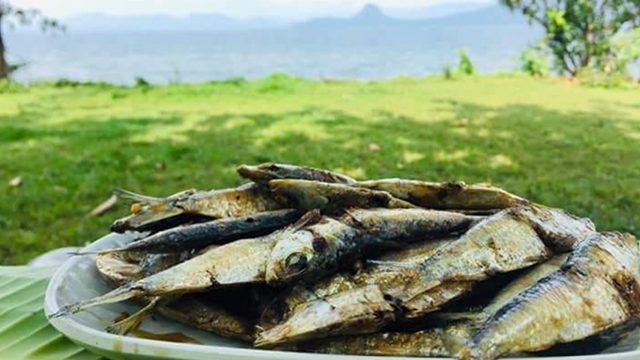 DENR to monitor Taal’s endangered tawilis population