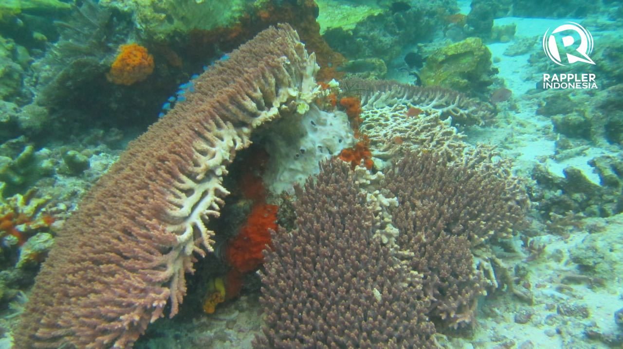 Indonesia summons UK envoy over coral reef destruction