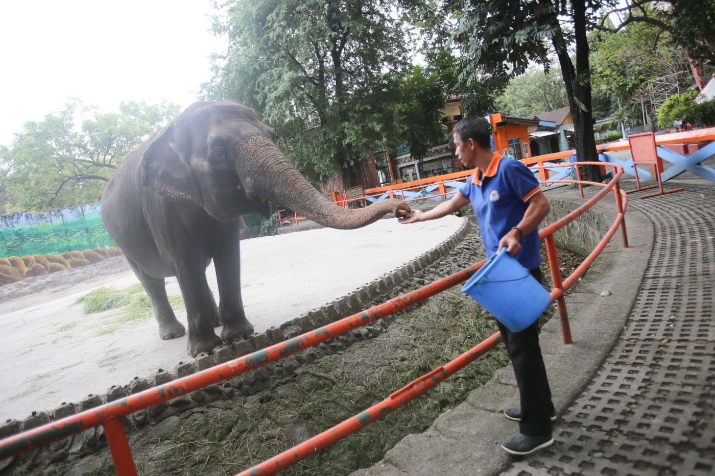 FAMOUS RESIDENT. Mali, a 43-year-old Asian elephant which started living in Manila Zoo at age 3, is fed by a zoo employee without the usual gawkers on January 23, 2019. Photo by Inoue Jaena/Rappler  