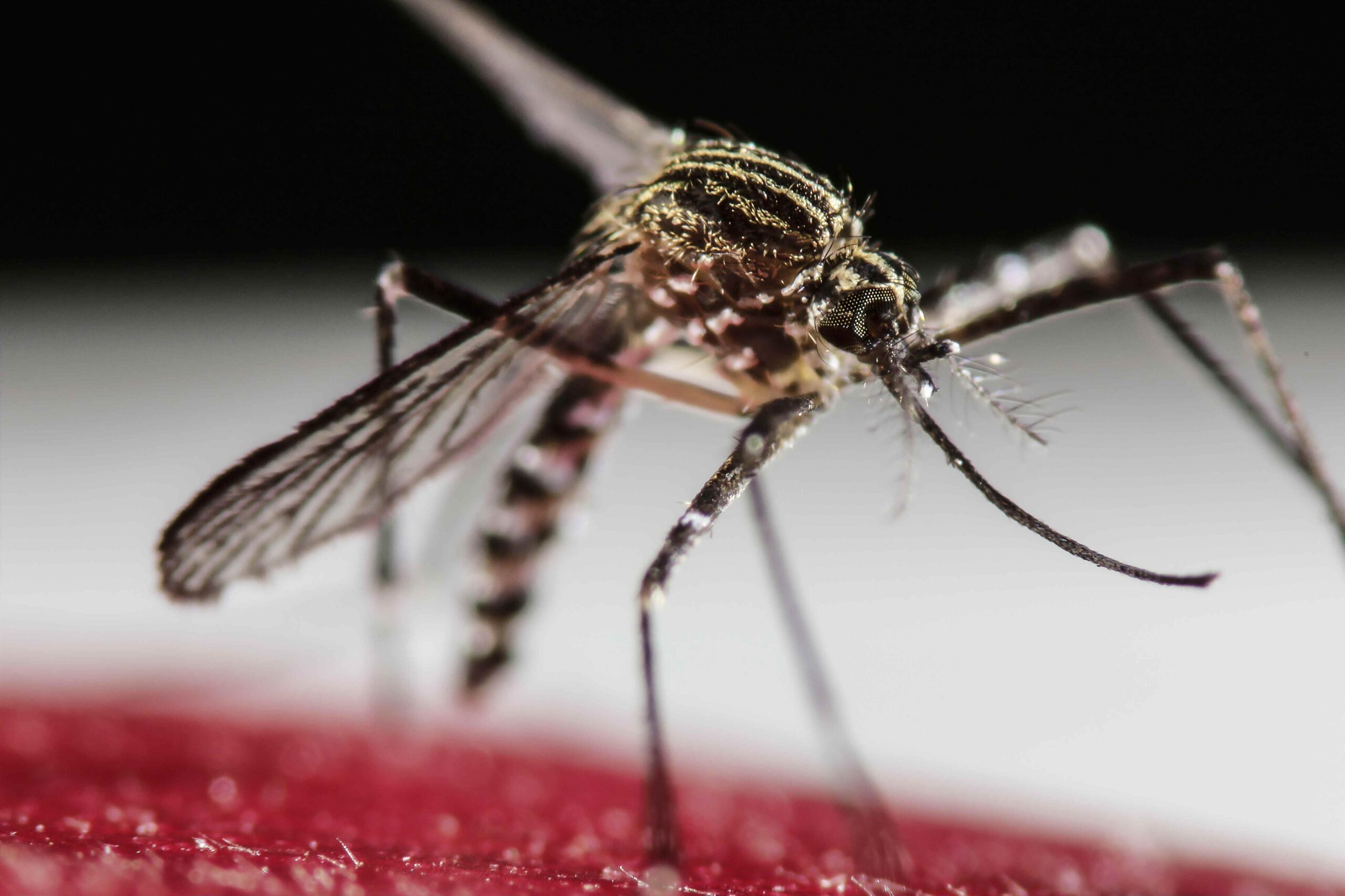 CAAP alerts airport authorities over Zika virus